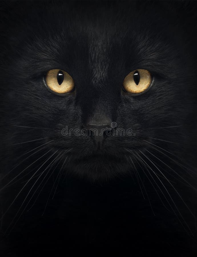 Close-up of a Black Cat looking at the camera royalty free stock photo Close-up of a Black Cat looking at the camera royalty free stock photo