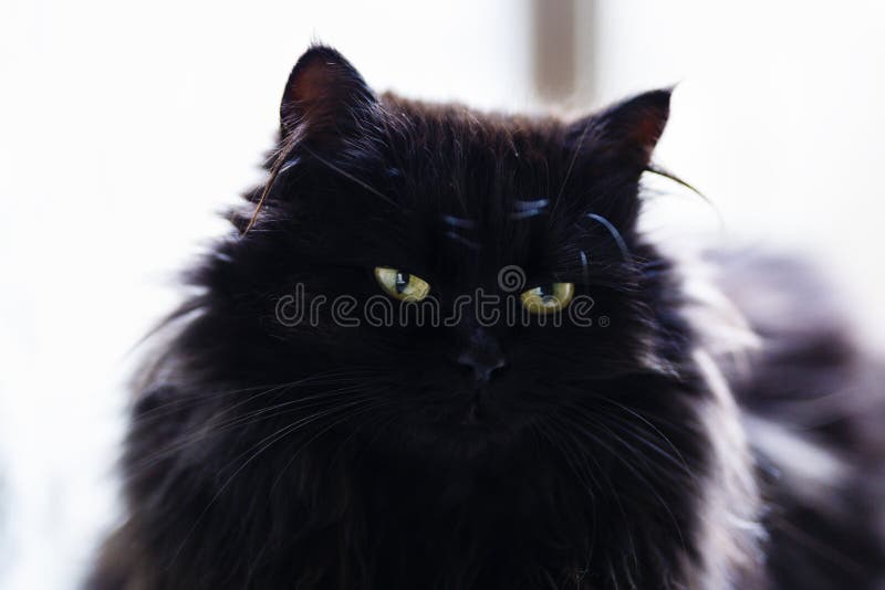 close up with a black cat standing stock photos close up with a black cat standing stock photos