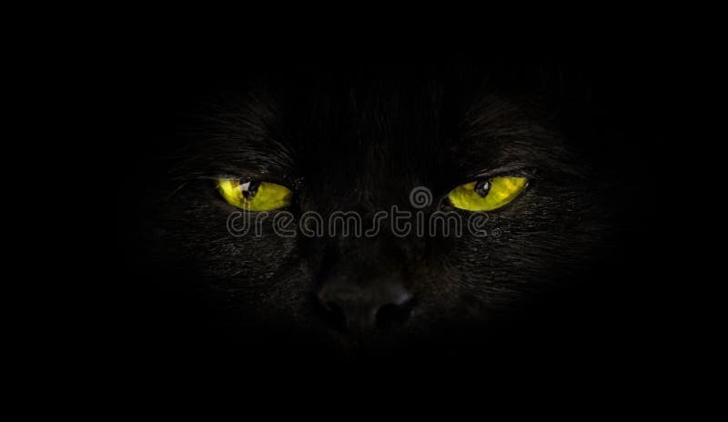 Cat yellow eyes