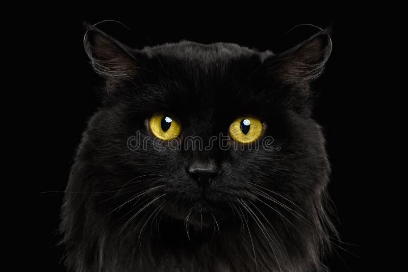 Closeup Black Cat with Yellow Eyes Stock Image Image of full, hair