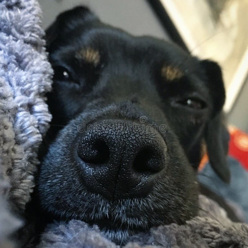 Close up of black dog`s sleepy face