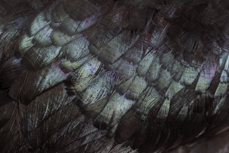 Close-up of black feathers of Cemani chicken royalty free stock photo