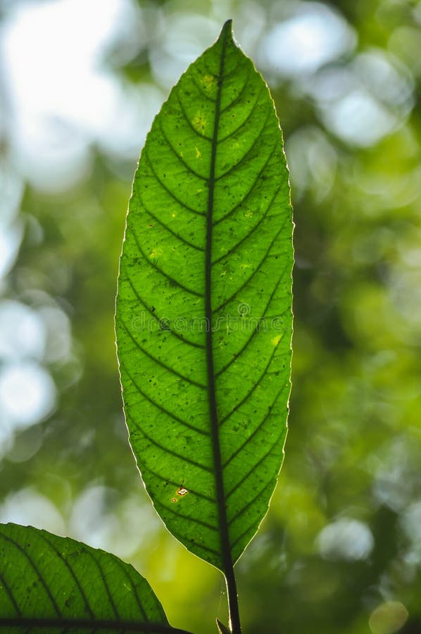 Close up black line in green leaf