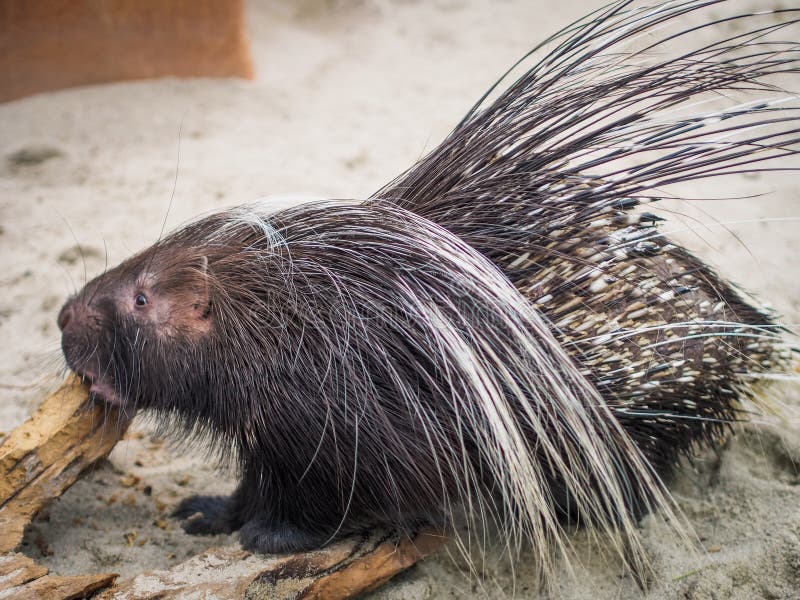 Close up black malayan porcupine standing on floor royalty free stock photos Close up black malayan porcupine standing on floor royalty free stock photos