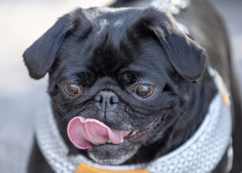 Close Up of a Black Pug with Its Tongue Out Stock Photo Image of mans