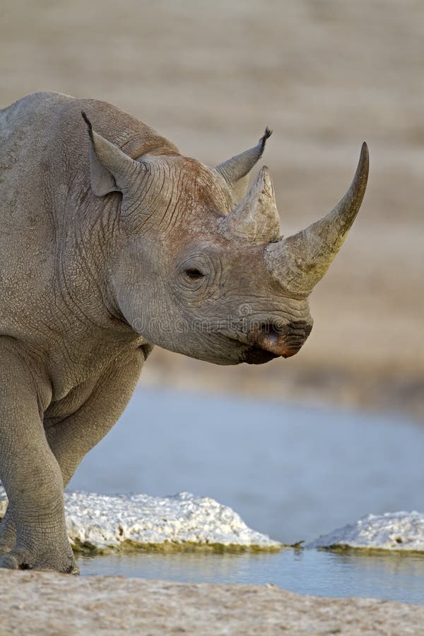 Close-up of Black Rhinoceros