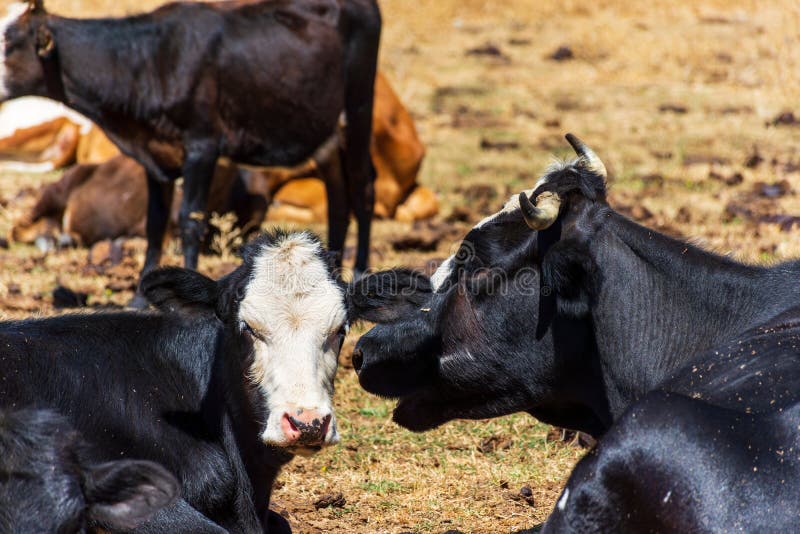 Closeup Black and White Cows in the Meadow. Stock Image Image of
