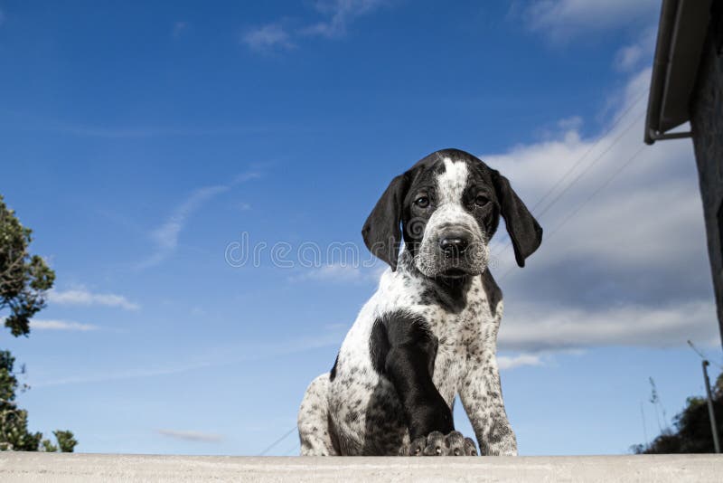 Close-up Black and White German Shorthaired Pointer Puppy Dog Stock Photo -  Image of scratch, spotted: 181983218