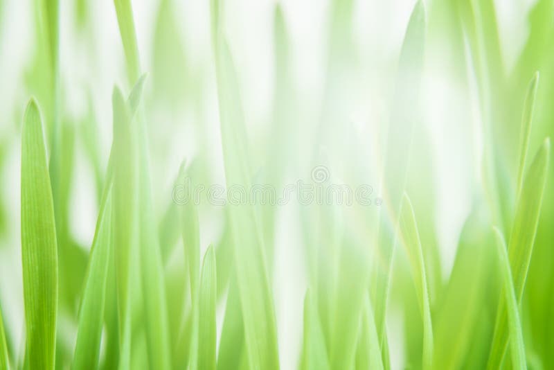 Blades of green grass stock photo. Image of blades, grassy 5354586