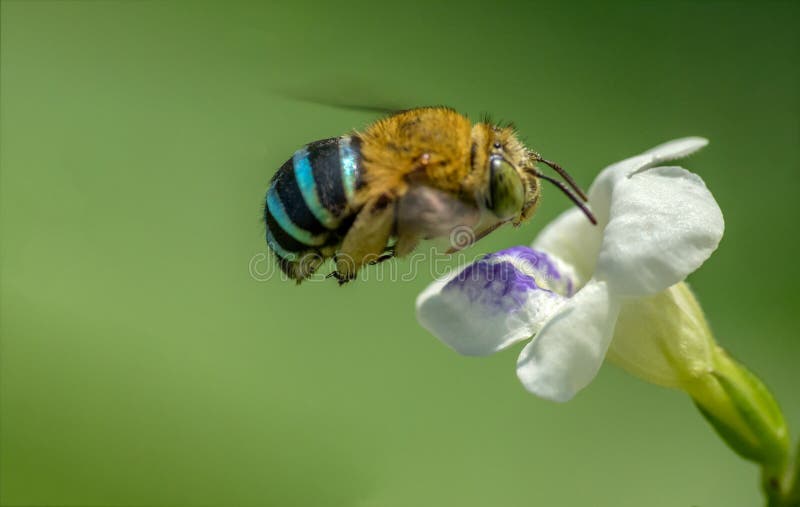 Close-up Blauwe Gestreepte Honingbij in de middag stock afbeelding Close-up Blauwe Gestreepte Honingbij in de middag stock afbeelding