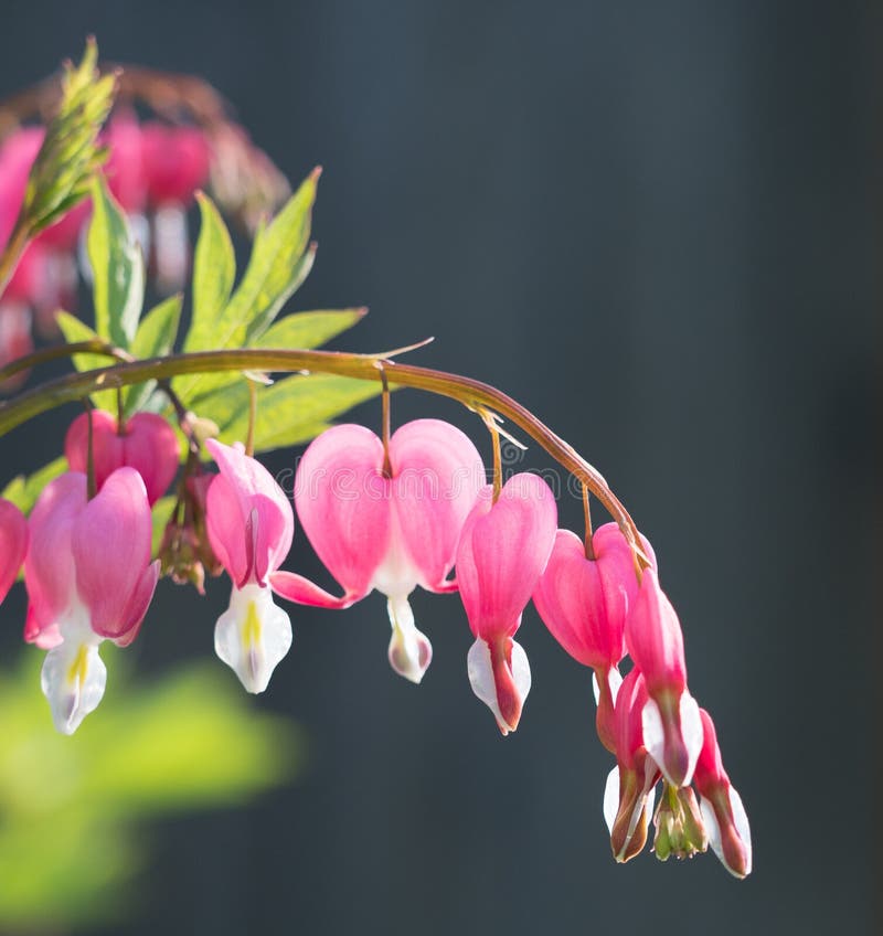 Close Up of Bleeding Heart Flowers royalty free stock images Close Up of Bleeding Heart Flowers royalty free stock images