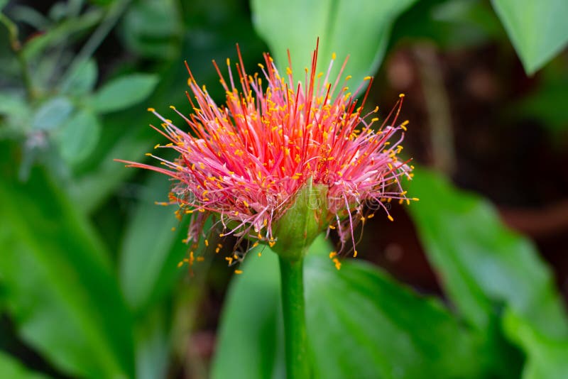 Close Up of a Blood Lily, Also Called Scadoxus Multiflorus or Blutblume