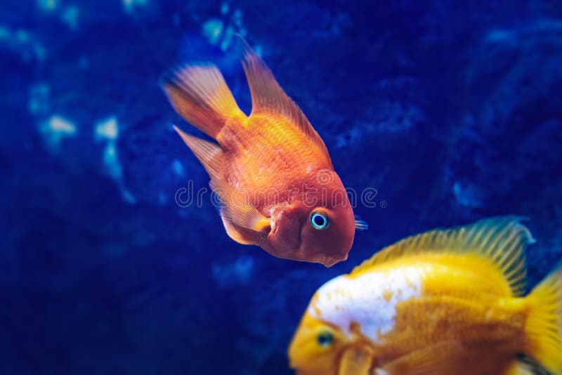 Close-up Blood Parrot Cichlid. Orange and Yellow Aquarium Fish on Dark Blue  Background Stock Image - Image of blood, parrot: 224354631
