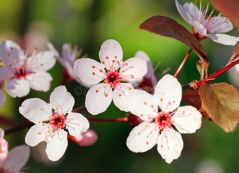 Close up of blooming cherry royalty free stock photo