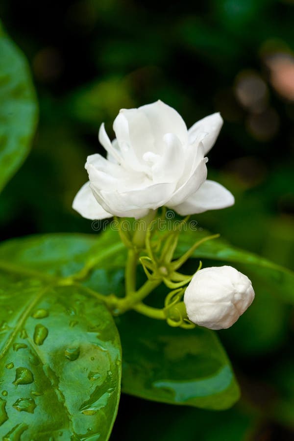 Closeup of a Blooming Jasmine Flower and Buds Stock Image Image of