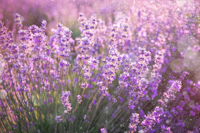 Close Up of Blooming Lavender Flowers Under the Summer Sun Rays