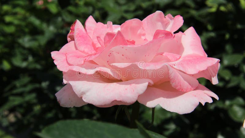 one pink rose by julie garwood one pink rose by julie garwood