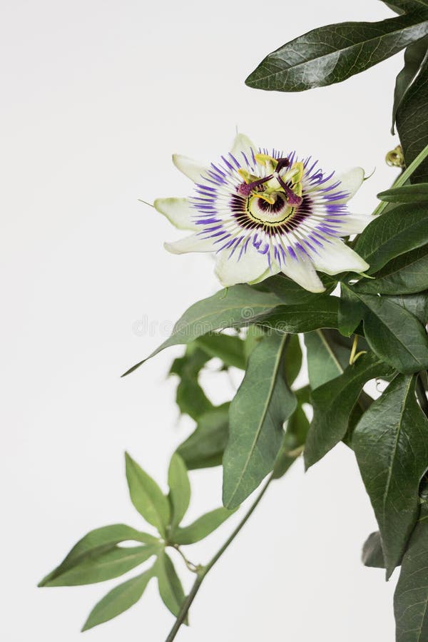 Close Up of Blooming Passion Flower with White Background Stock Image