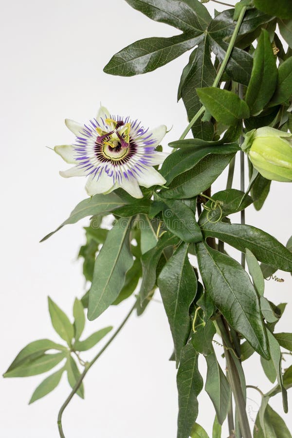 Close Up of Blooming Passion Flower with White Background Stock Image