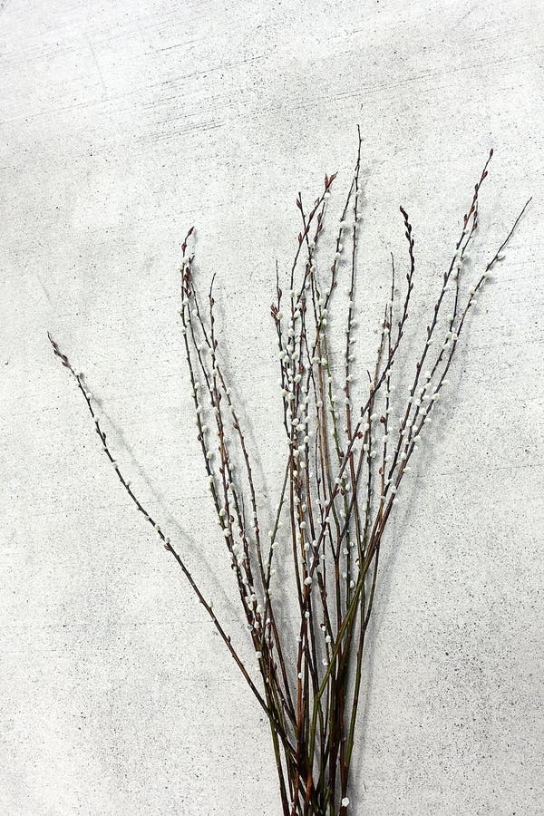 Close up of blooming willow stock image