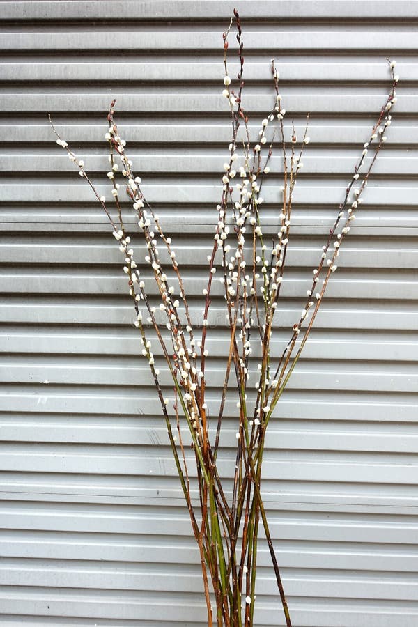 Close up of blooming willow royalty free stock image