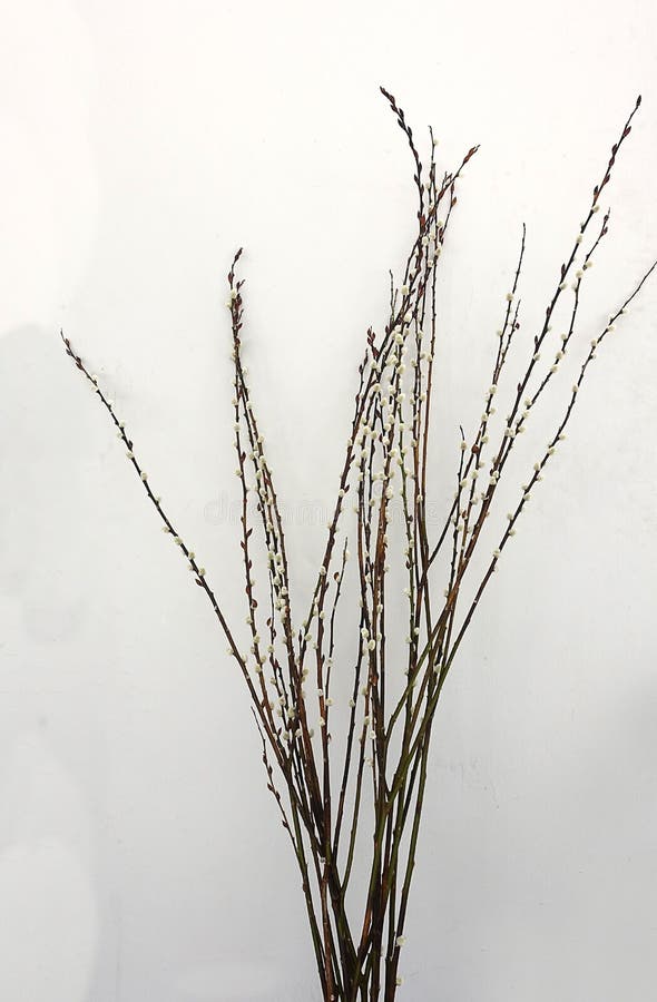 Close up of blooming willow stock images