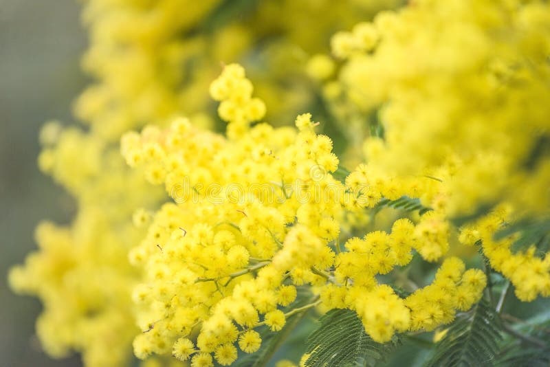 Blooming Yellow Mimosa Tree Stock Photo Image of sunlight, blooming