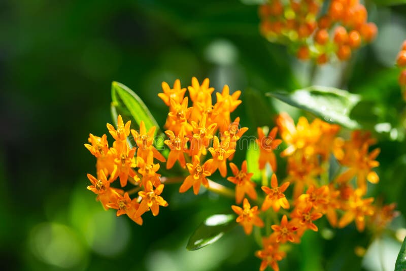 Orange Butterfly Bush in the Garden at Dawn Stock Image Image of flower, orange 122026291