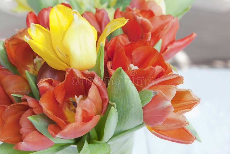 Close up blossom and yellow and red tulip flowers in the gardenm and yellow stock photo Close up blossom and yellow and red tulip flowers in the gardenm and yellow stock photo