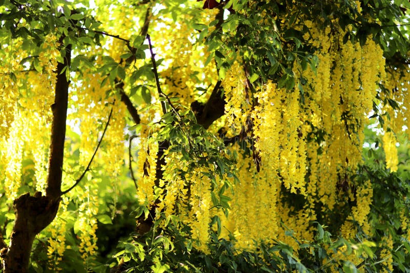 Golden Chain Tree In Flower Stock Image Image of detail, yellow 28554321