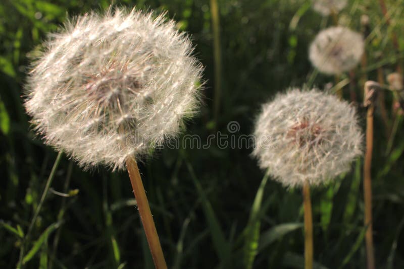 Blowballs on the wind against the setting sun. White fluffy dandelion heads on the summer lawn on the natural green grass backgrou. Close-up Blowballs on the royalty free stock photography Blowballs on the wind against the setting sun. White fluffy dandelion heads on the summer lawn on the natural green grass backgrou. Close-up Blowballs on the royalty free stock photography