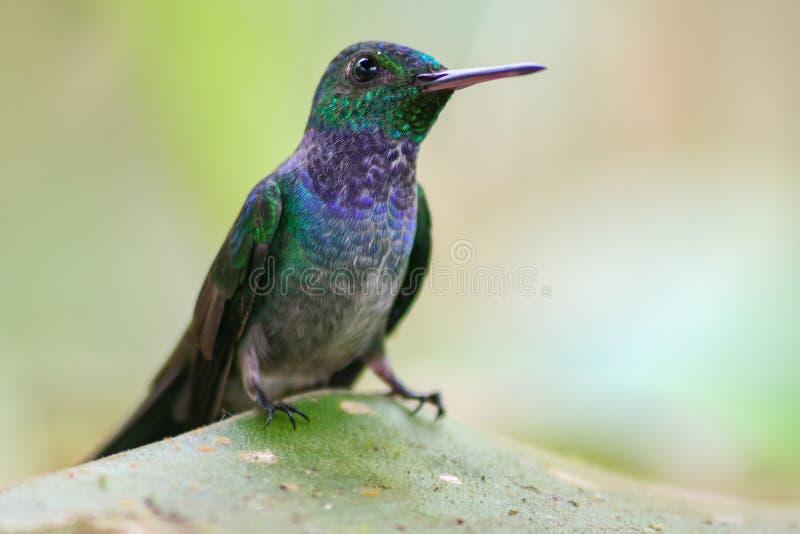 Close-up of a Blue-chested Hummingbird or Amazila amabilis standing on a leaf over a pink background, Panama. Horizontal view royalty free stock image Close-up of a Blue-chested Hummingbird or Amazila amabilis standing on a leaf over a pink background, Panama. Horizontal view royalty free stock image