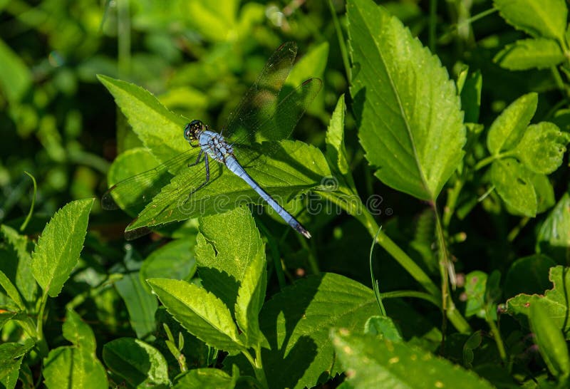 san luis obispo dragonfly cobalt san luis obispo dragonfly cobalt