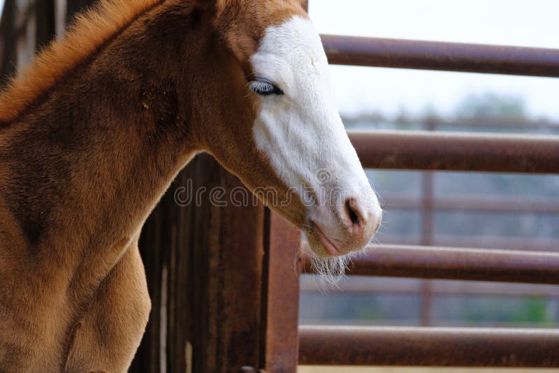 Close Up of Blue Eyed Colt Foal Stock Photo - Image of view, blue: 158096852 Close Up of Blue Eyed Colt Foal Stock Photo - Image of view, blue: 158096852