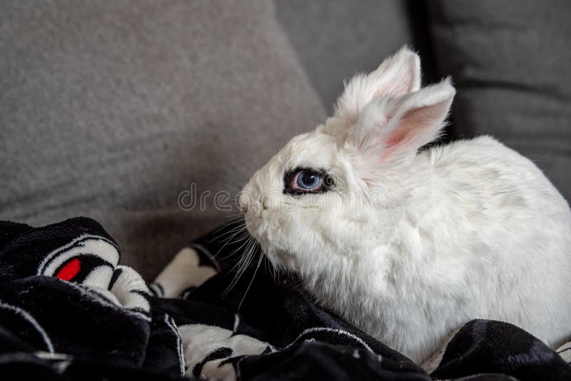 2,703 Blue Eyes Rabbit Stock Photos - Free & Royalty-Free Stock Photos from  Dreamstime