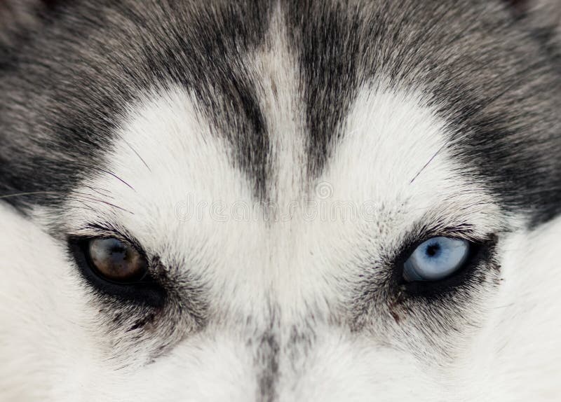 Close up on blue eyes of a dog