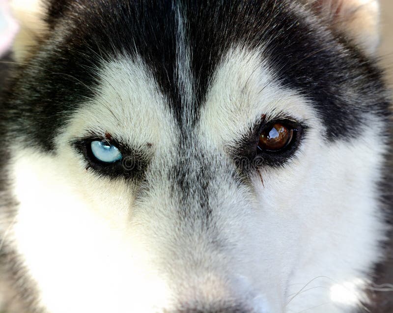 Close Up on Blue Eyes of a Dog Stock Photo Image of dangerous, blue