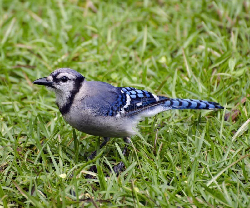 Close Up of Blue Jay