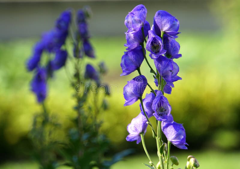 3,864 Larkspur Stock Photos - Free & Royalty-Free Stock Photos from  Dreamstime