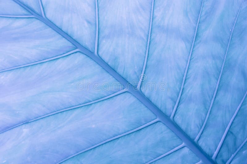 Close Up Blue Leaf Detail Nature Abstract Texture Background Stock ...