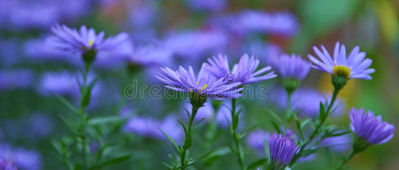 Hoa màu xanh tím làm cho cảnh quan trở nên rực rỡ và sống động. Chúng sẽ mang lại một cảm giác thư thái và sự tươi mới cho ngày của bạn.