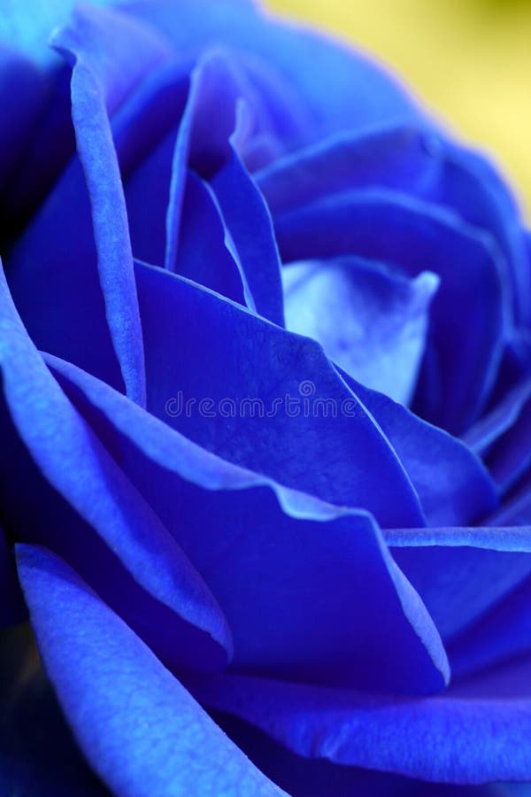 Close-up of blue rose