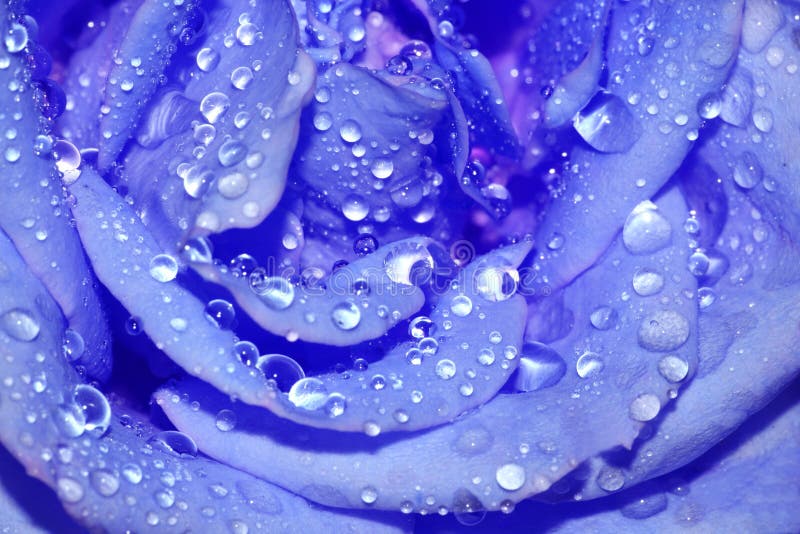 Close-up blue rose