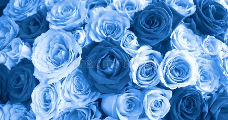 Close up blue roses background, blooming flower concept