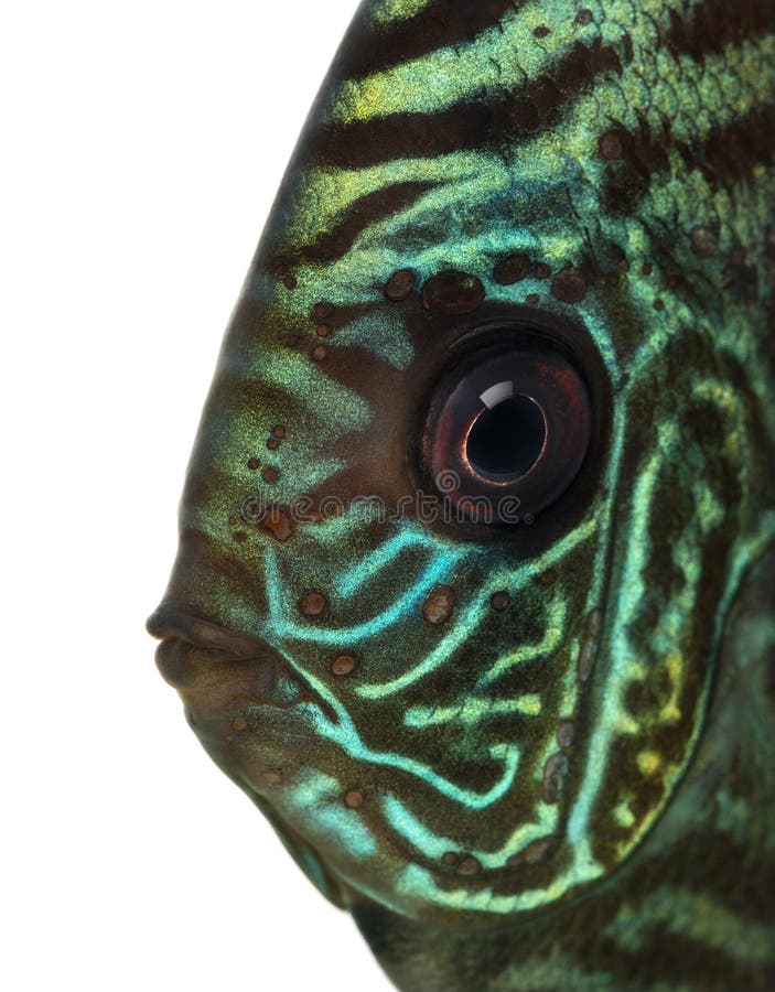 Close-up of a Blue snakeskin discus' head