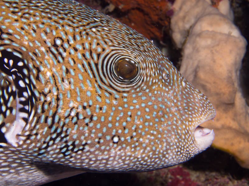 Blue spotted puffer stock photo. Image of nature, spotted - 35075174