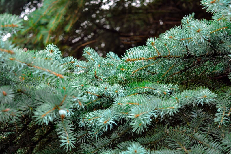 Blue Spruce Fir Tree Branches Stock Image Image of conifer, flora