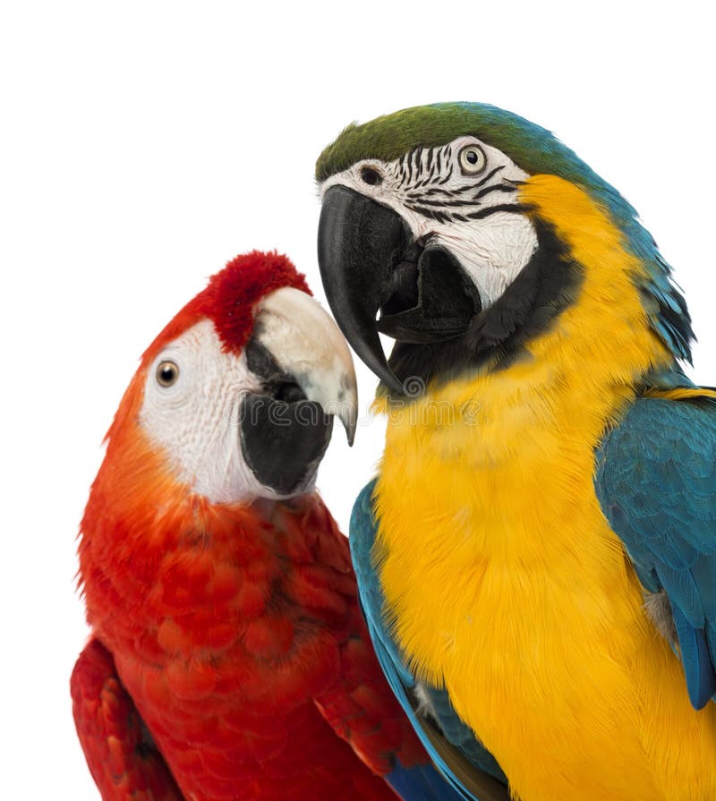 Close-up of a Blue-and-yellow Macaw, Ara ararauna, 30 years old, and Green-winged Macaw, Ara chloropterus, 1 year old royalty free stock photos Close-up of a Blue-and-yellow Macaw, Ara ararauna, 30 years old, and Green-winged Macaw, Ara chloropterus, 1 year old royalty free stock photos