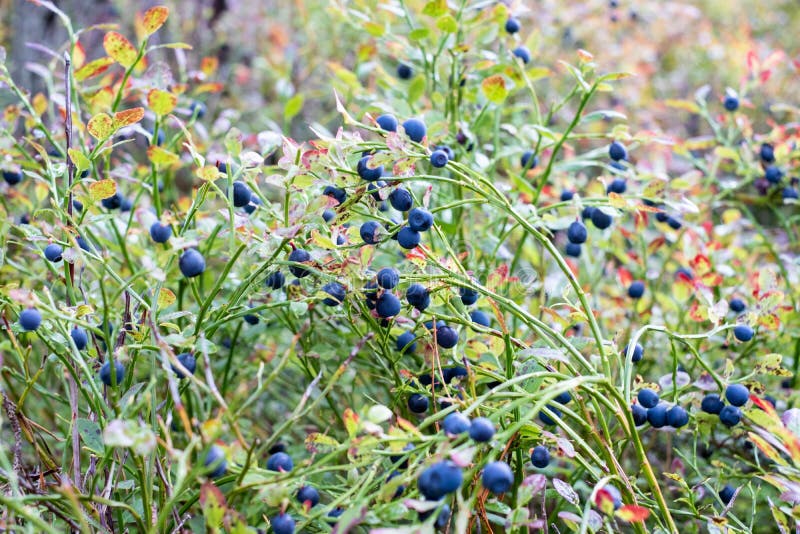 Wild Blueberries Growing in the Forest Stock Photo Image of ripe