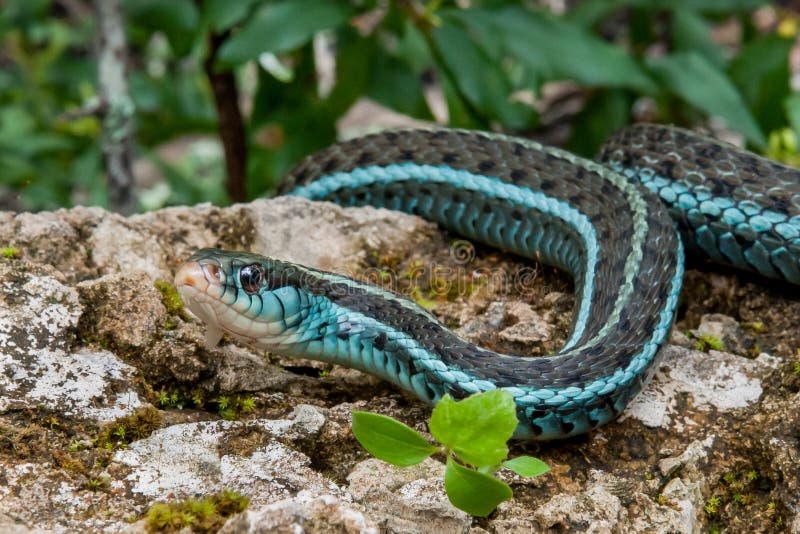 A close up of a Bluestripe Garter snake in natural habitat in Florida.